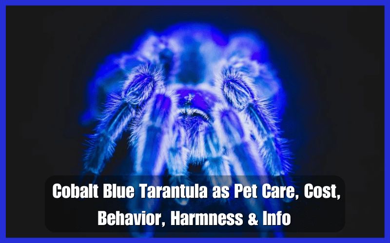 Cobalt Blue Tarantula as Pet Care, Cost, Behavior, Harmness & Info