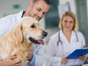 Dog Surgery Cost toronto