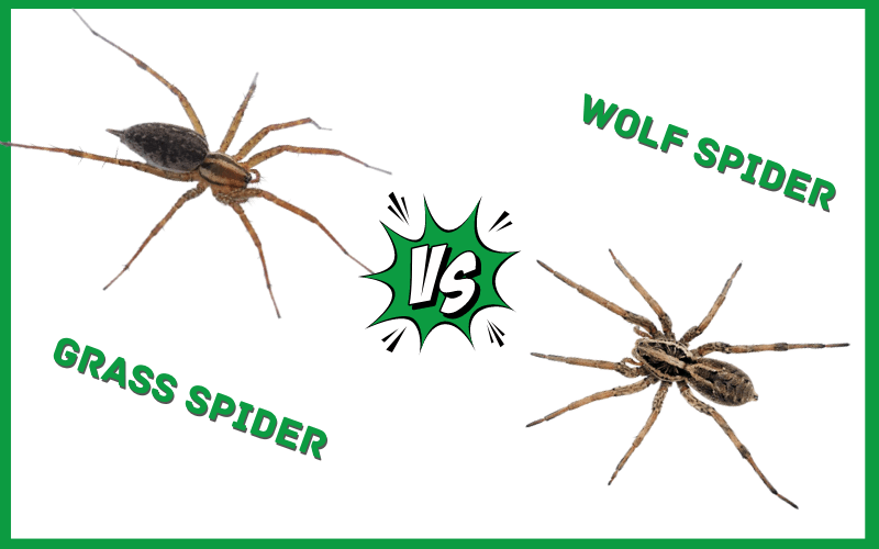 Grass Spider VS Wolf Spider:25 Differences and Similarities