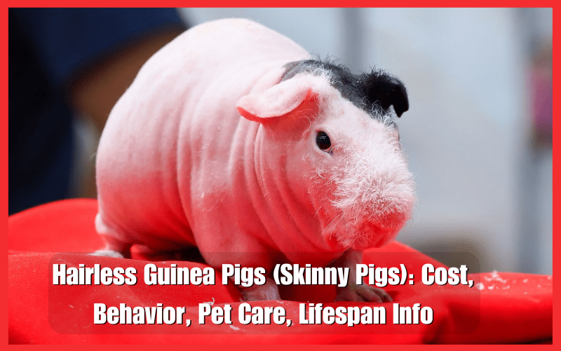 Hairless Guinea Pigs (Skinny Pigs): Cost, Behavior, Pet Care, Lifespan Info