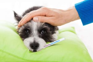 Hospice Care for Pet
