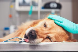 How Safe is Anesthesia in My Senior Dog