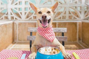 Nutritional Differences for Small, Toy, and Large Breed Dogs