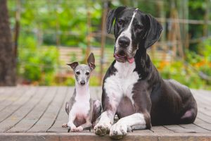 dog nutritional differences