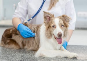 pet health certificate