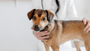 Dog Gets Vaccinated Twice