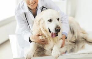 pet ultrasound necessary