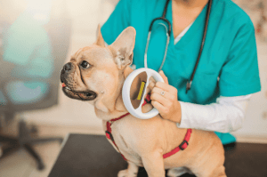 Pet Microchips toronto