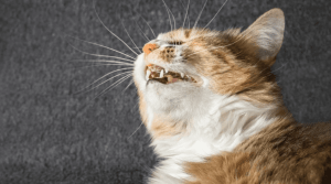 treat cat sneezing