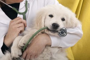 Take my dog to the Vet