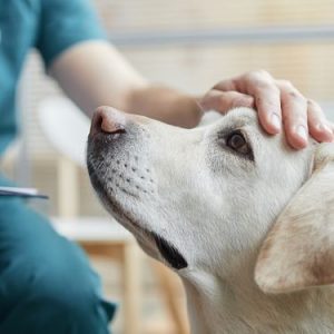 What Is The Cost of Pet Health Certificates in Toronto