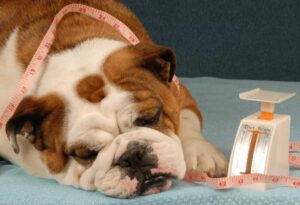 cat and dog Nutritional Counseling