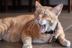 cat sneezing