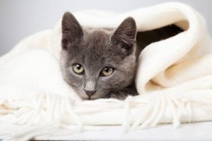 cause of illness in cats