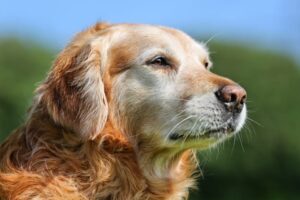 difference between geriatric and senior dogs