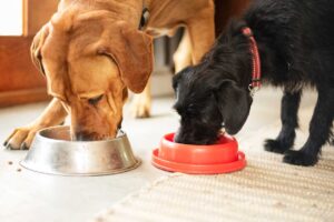 dog food ingredients