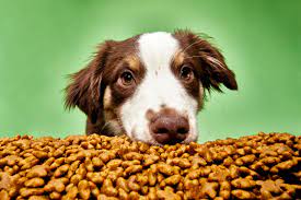 dog food