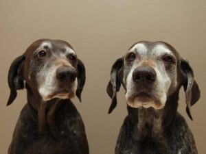 main difference between geriatric and senior dogs