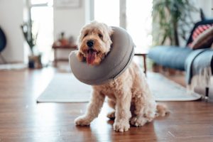 spay in dogs