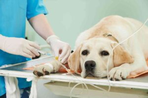the cost of dog surgery