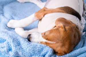 time that Dog Recover After Surgery