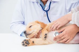 why Take my dog to the Vet
