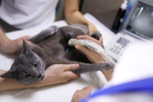 why does your pet need ultrasound