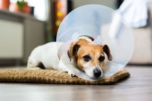 Can I Let My Dog Off the Leash After Spaying