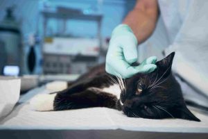 Emergency-Vet-Visit
