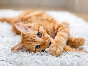 Estrus Symptoms after Spaying in Cats