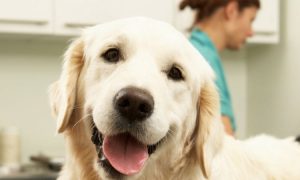 How Long Does It Take A Puppy Vaccine To Work
