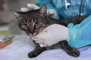 Insurance for pets surgery
