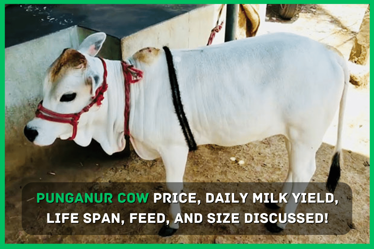 Punganur Cow Price, Daily Milk Yield, Life Span, Feed, and Size Discussed!