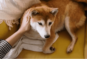 tips to repare Your Pet for Surgery