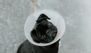 How Soon Can I Walk My Dog After Neutering