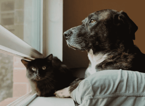 Pet Insurance 