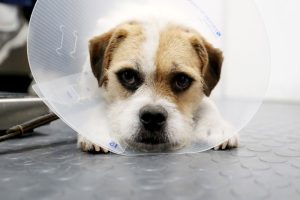 Surgery-Dog