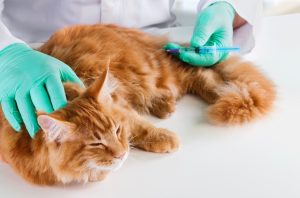 Vaccinations Should My Cat Receive