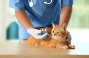 What Vaccinations Should My Cat Receive