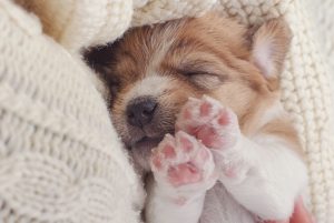 What is the best age to spay your dog