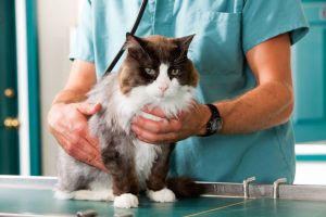 Why Does My Cat Have a Belly Lump After Spay Surgery
