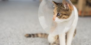 can spay pregnant cat