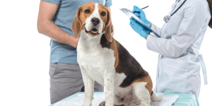 care-after-your-dogs-surgery