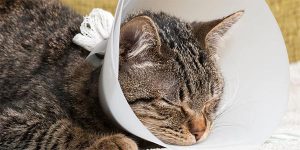 care of your cat after surgery