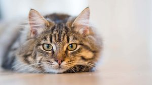 cat spay surgery