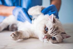 cost of emergency vet visit