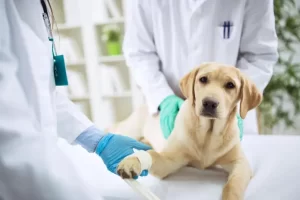 dog_surgery