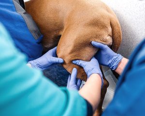 orthopedic surgery for dogs