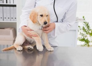 spay dog
