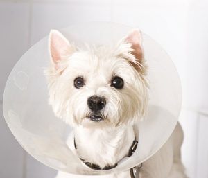 spay-neuter 